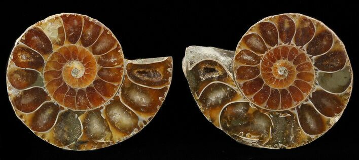 Small Desmoceras Ammonite Pair - #49832